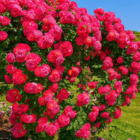 🌹 Elegant Climbing Rose Flower Seeds- Rare Seeds